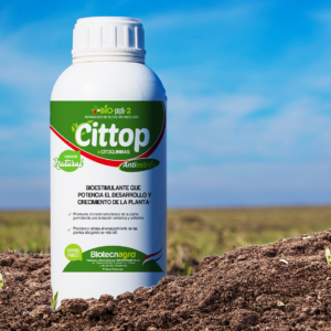 CITTOP